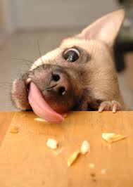 dog-eating-crumbs